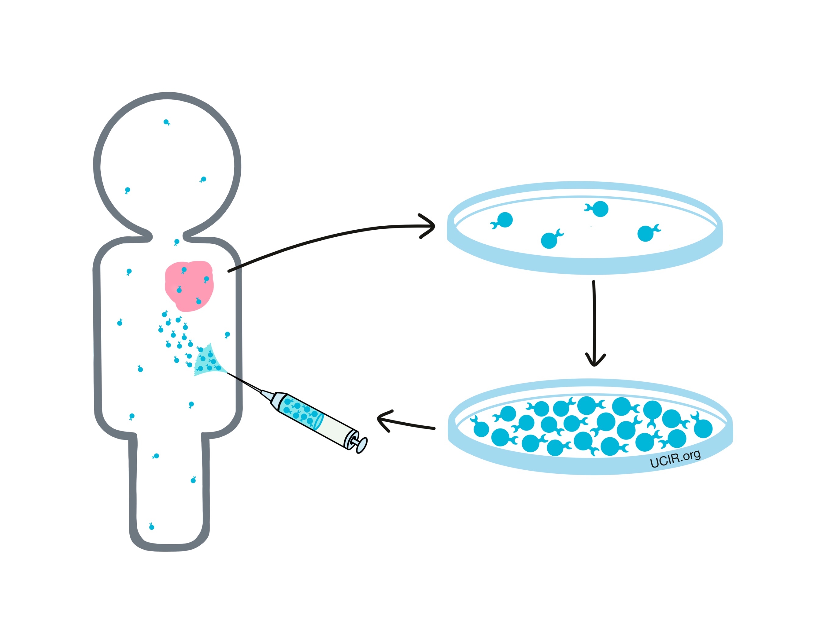 What is T cell therapy?