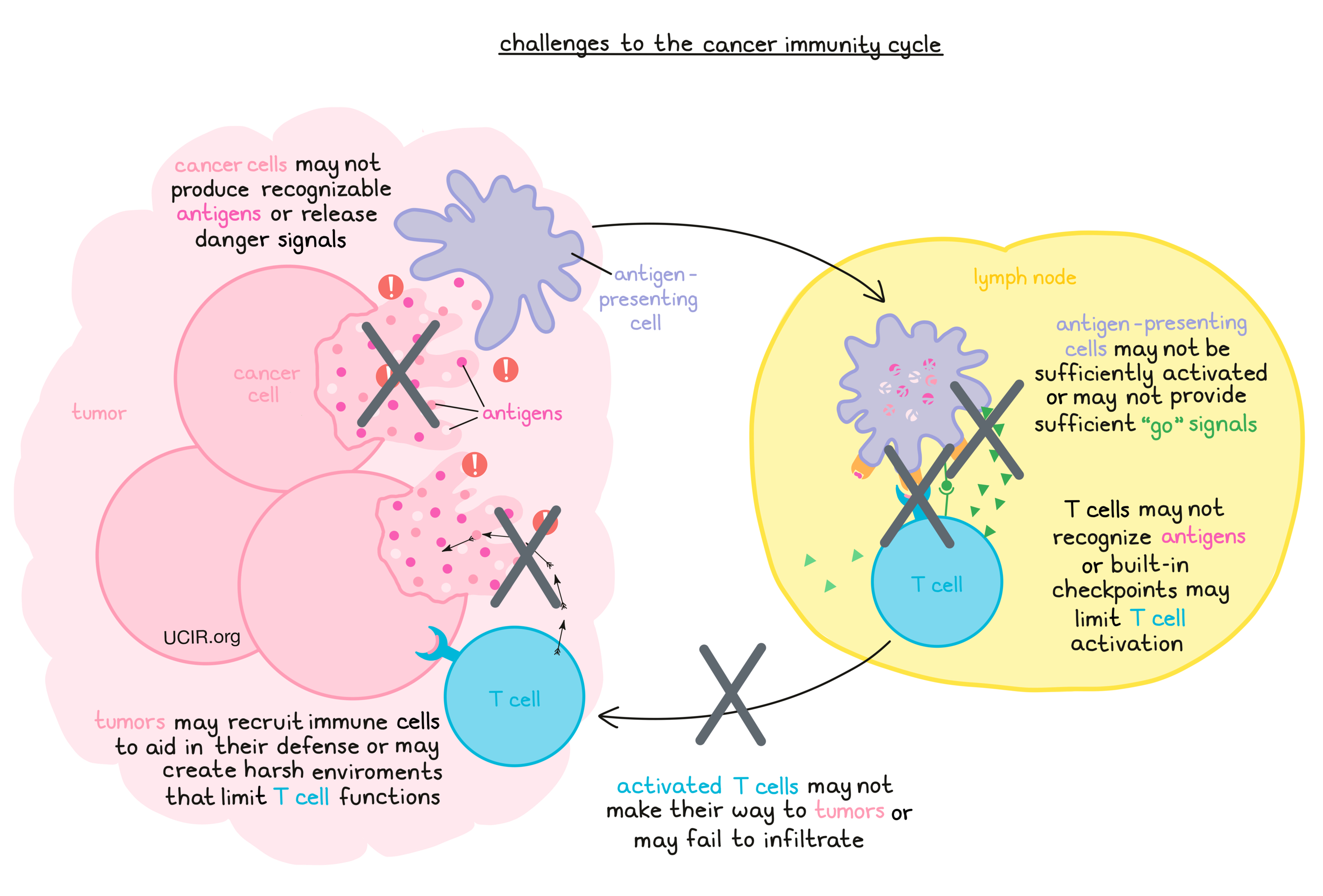 How cancer evades immune system detection and spreads