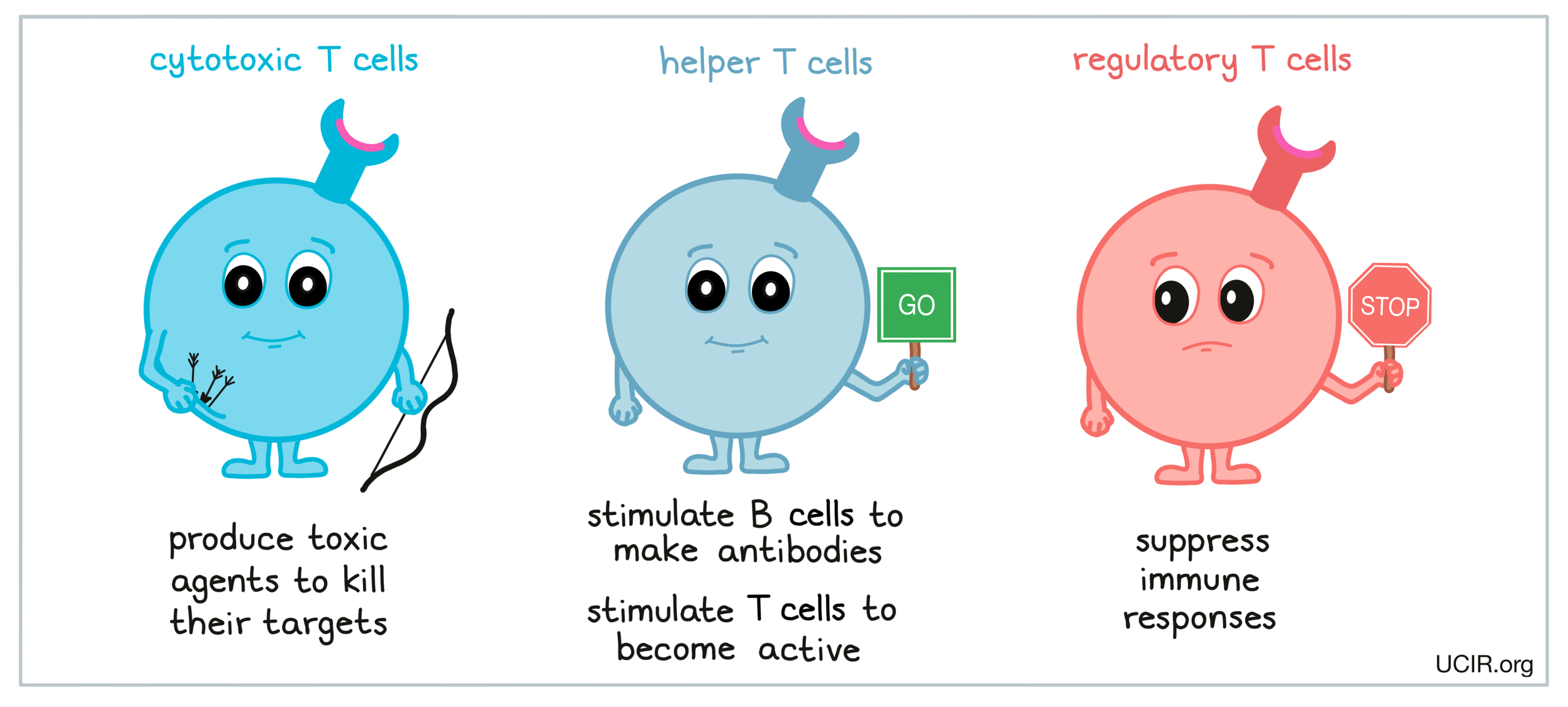 helper t cells function