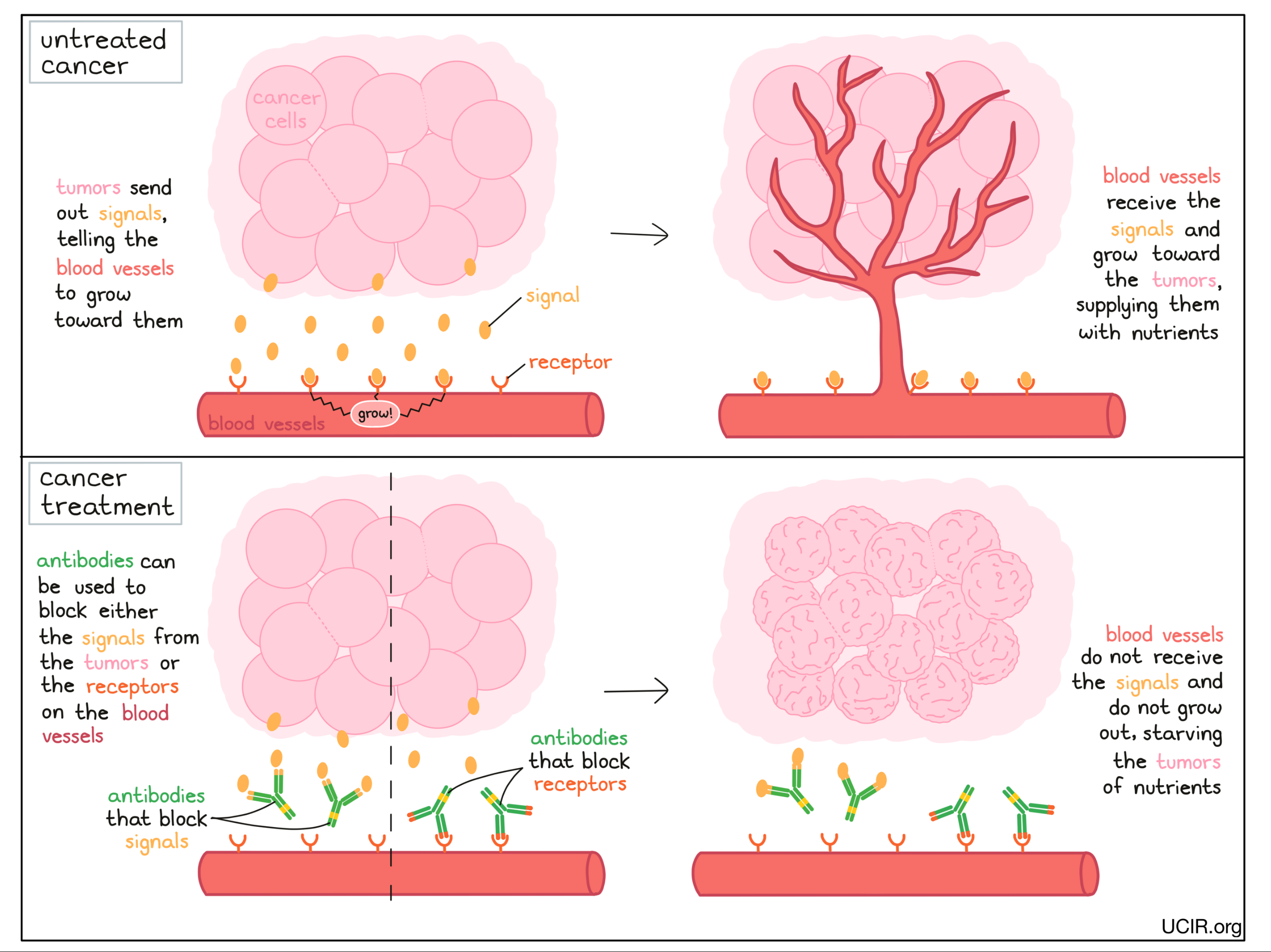 Illustration of angiogenesis inhibitors