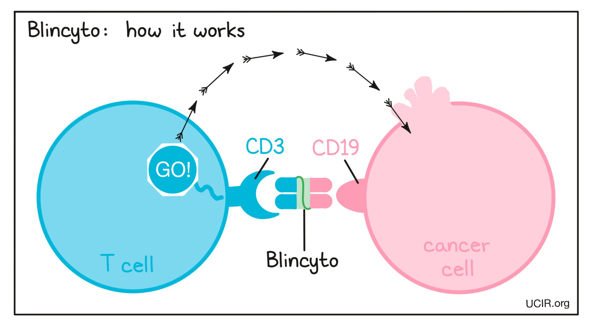 Illustration that shows how Blincyto works