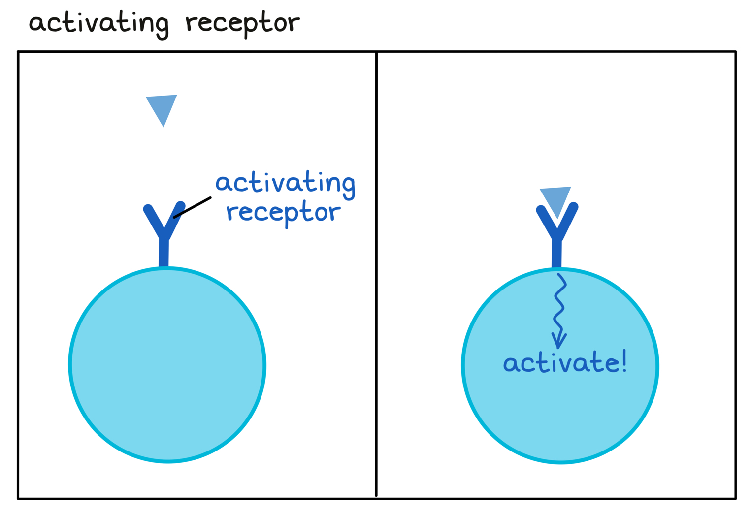 Image showing how a receptor is activated