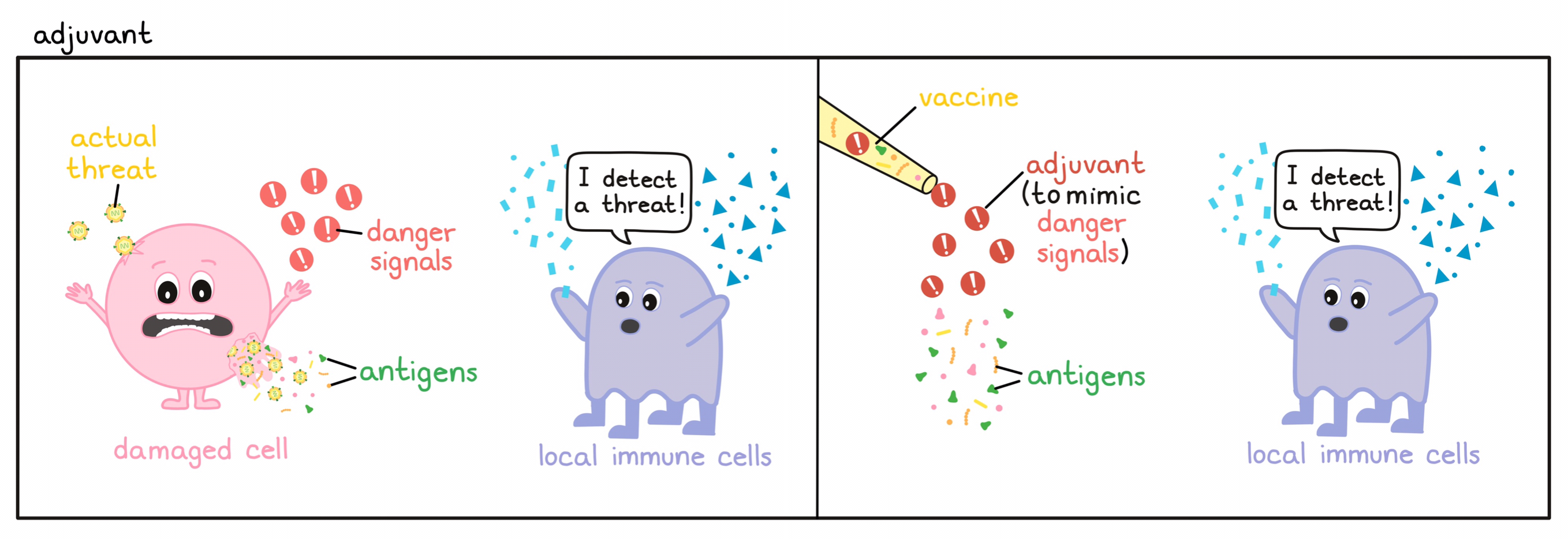 Image showing how an adjuvant works