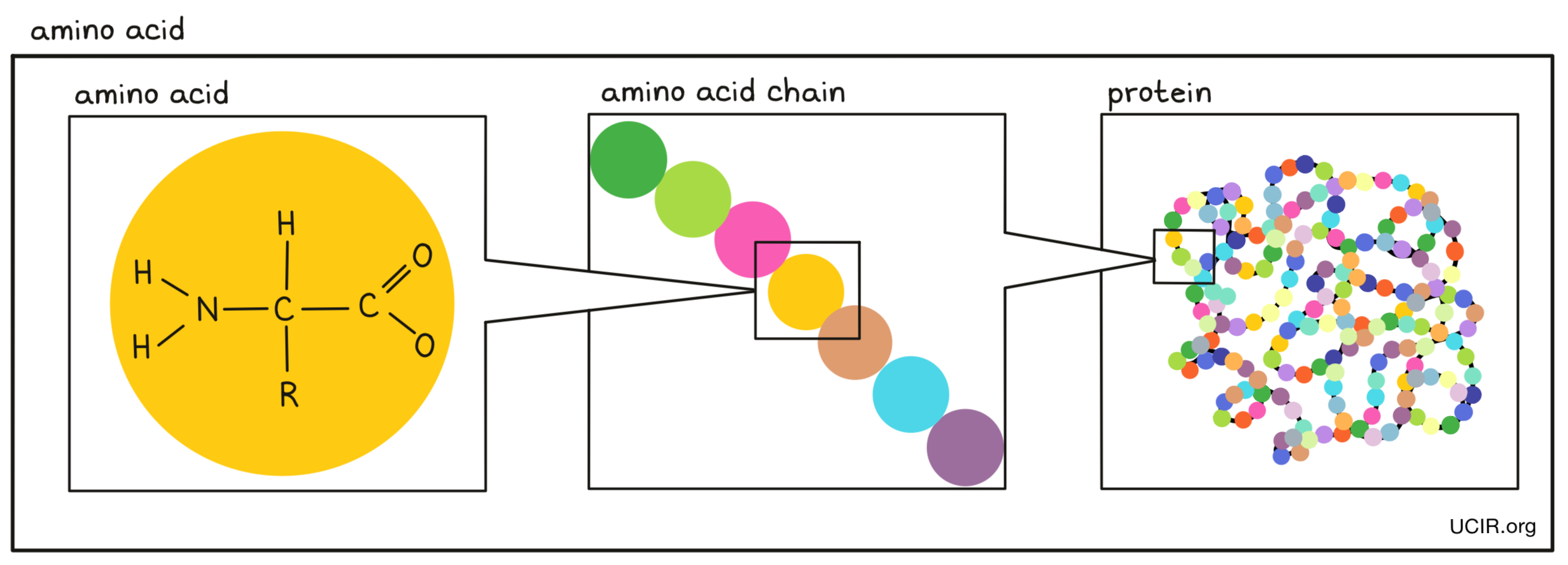 Amino acids illustrated Amino acids illustrated