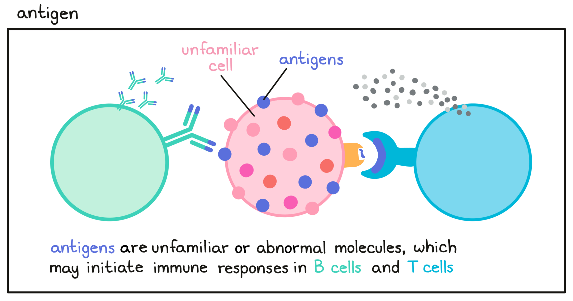 Antigen illustrated Antigen illustrated