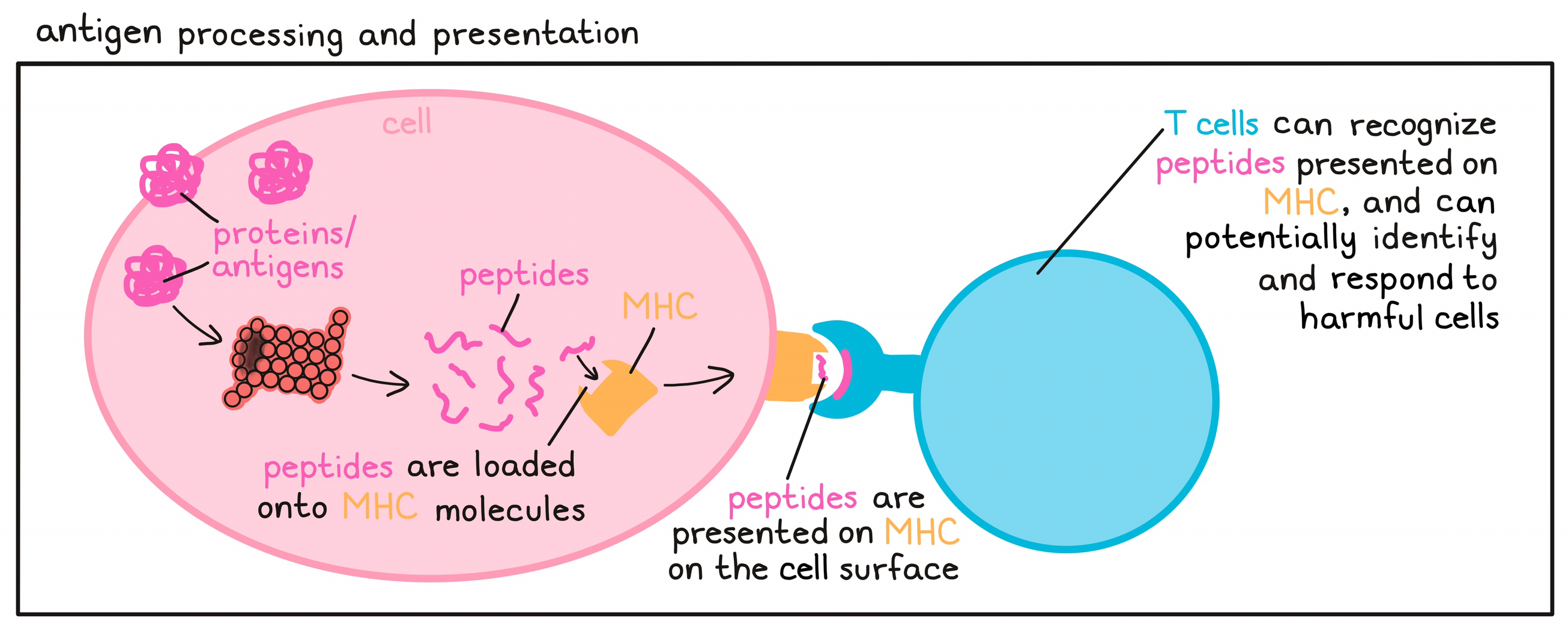 Antigen processing and presentation illustrated Antigen processing and presentation illustrated