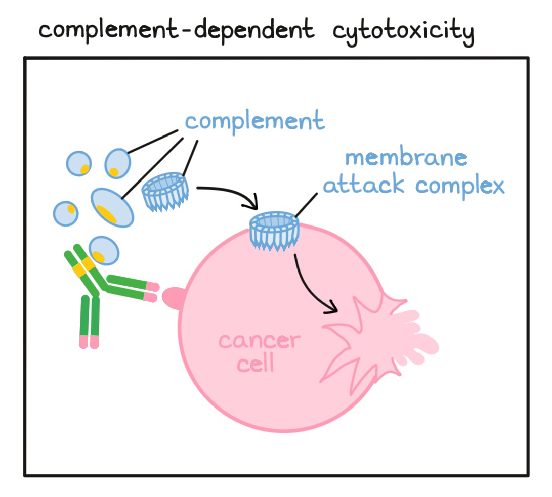 Illustration for complement-dependent-cytotoxicity (CDC)