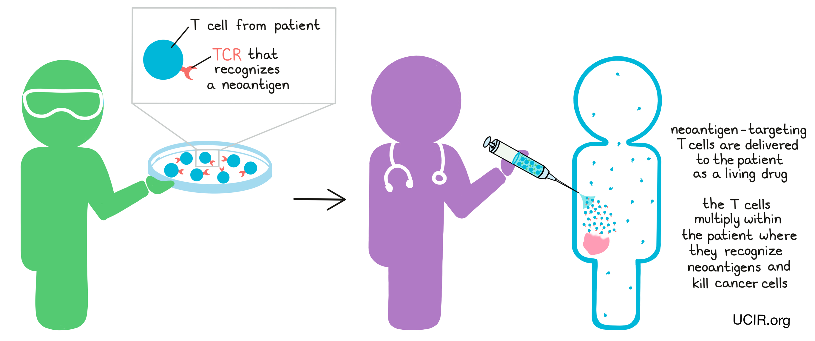 Illustration showing how T cell therapy works with TCR extracted from a patient