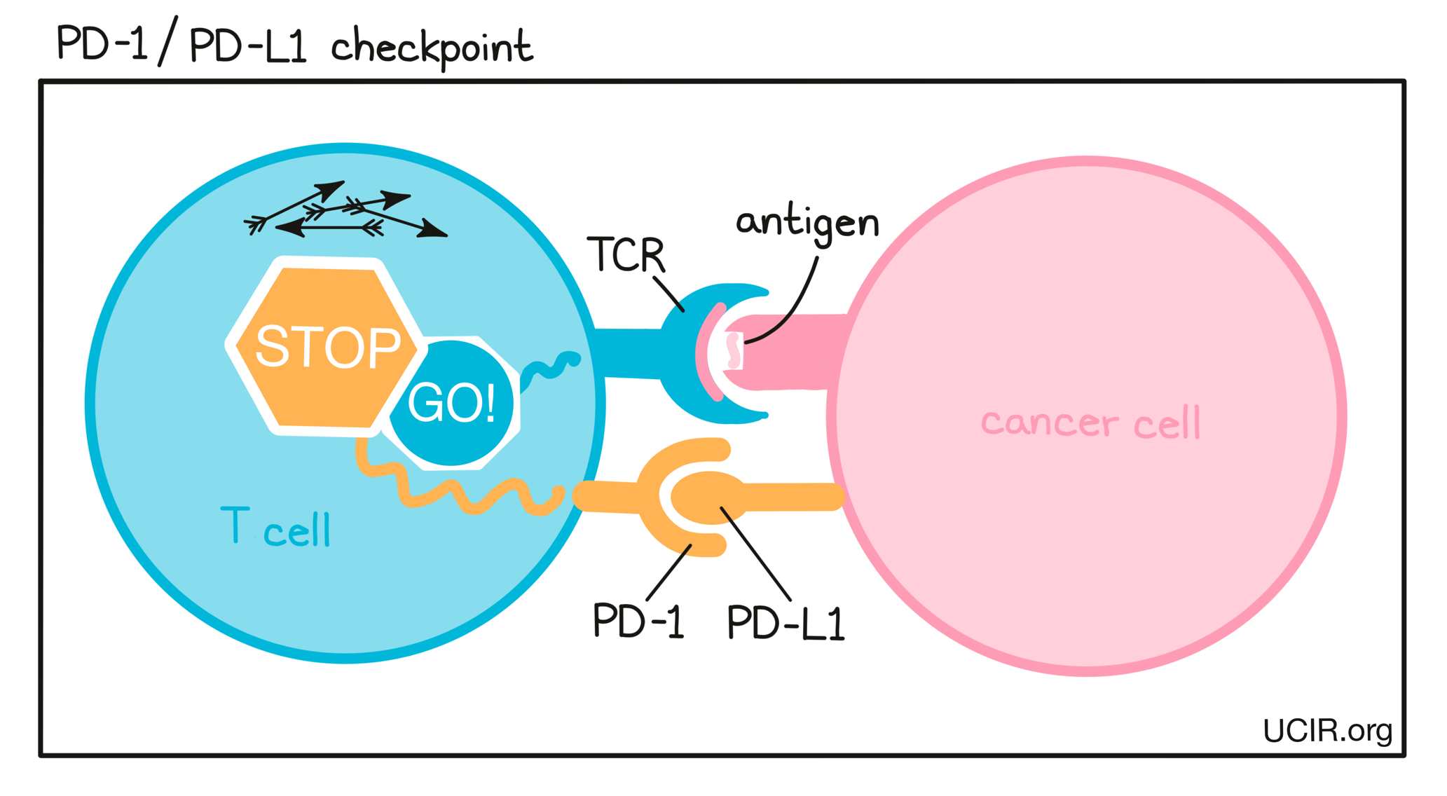 PD-1/PD-L1 checkpoint illustration