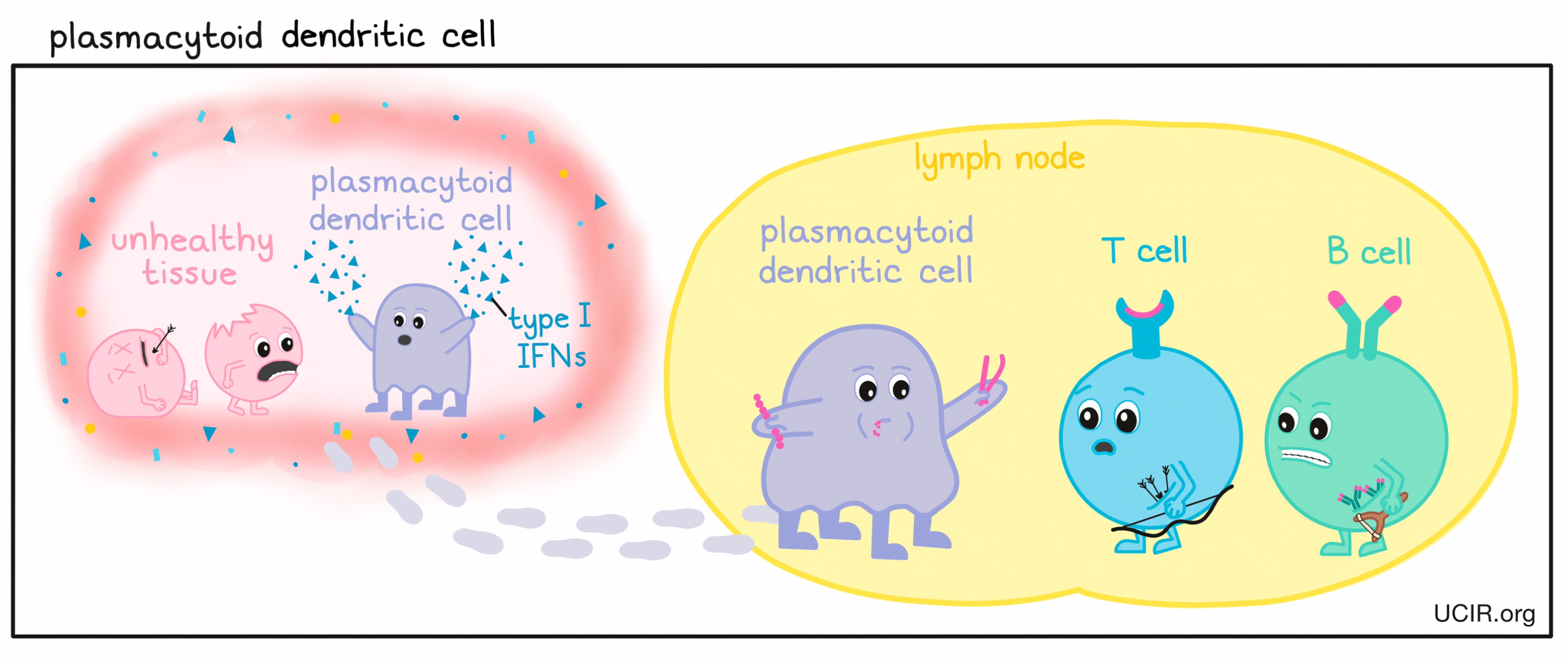 Plasmacytoid dendritic cell