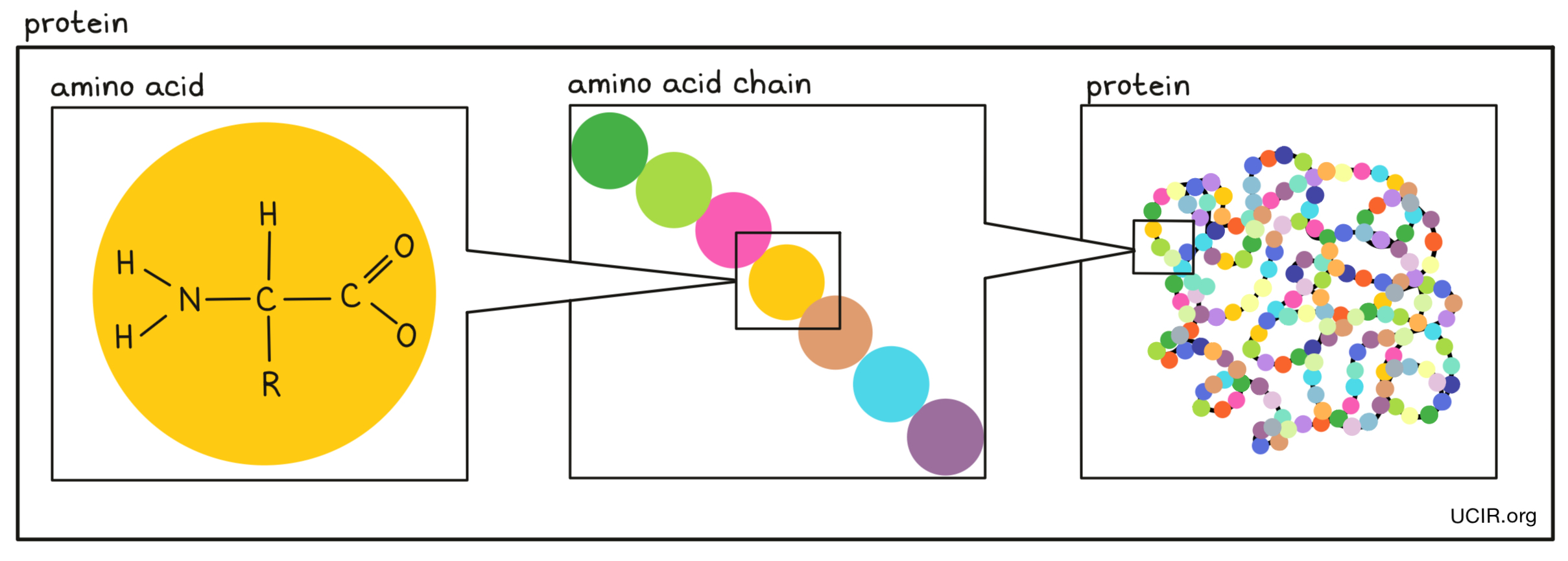 Protein illustrated Protein illustrated