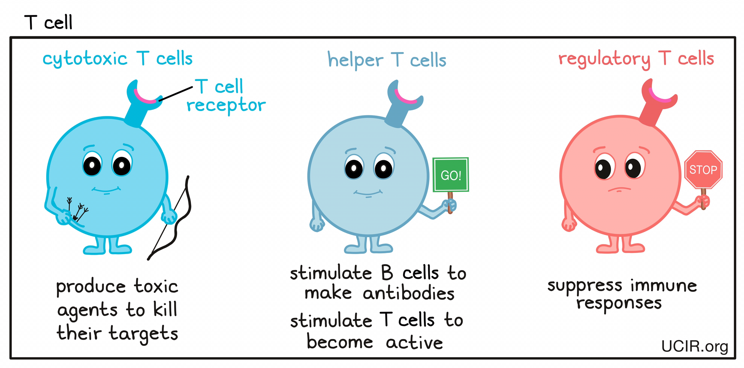 Image showing the 3 different types of T cells