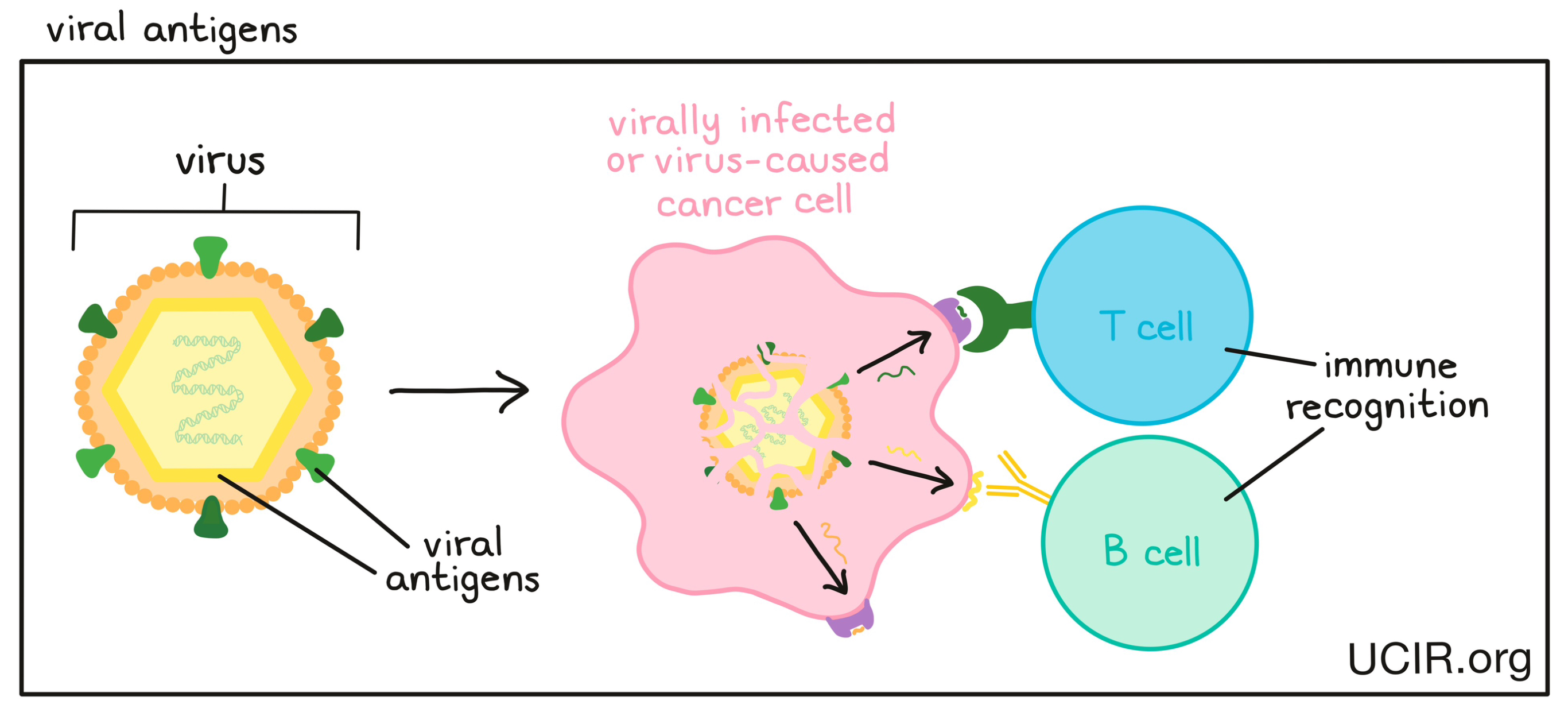 Viral antigen illustrated Viral antigen illustrated